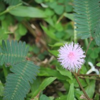 <i>Mimosa pudica</i>  L.